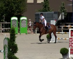 jumper Tocade du Bosc (Selle Français, 2007, from Calvaro Z)