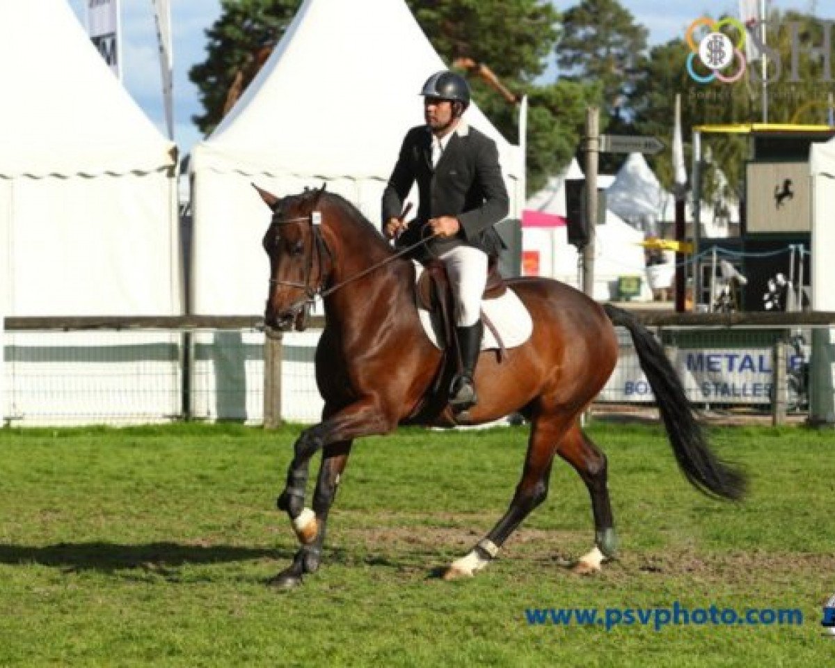 Springpferd Vackharm du Bosc (Selle Français, 2009, von L'Arc de Triomphe)
