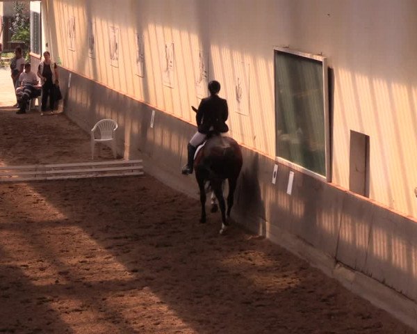 Reitturnier Dallgow 2019