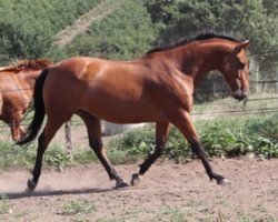 broodmare Nolwin de Lojou (Selle Français, 2001, from Diamant de Semilly)