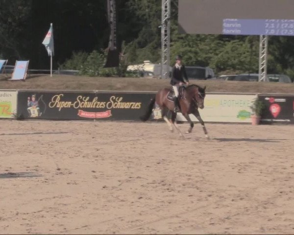 Reitturnier Görlitz 2019
