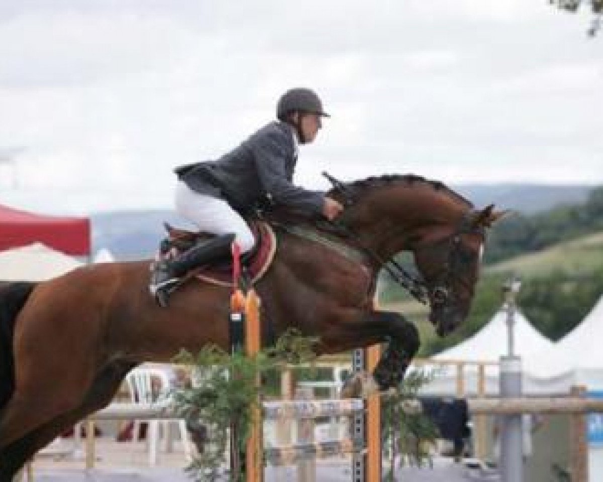 stallion Boris (Belgian Warmblood, 2001, from Andiamo)