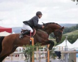 stallion Boris (Belgian Warmblood, 2001, from Andiamo)