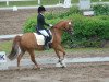 dressage horse Dingo 246 (German Riding Pony, 2006, from Dein Freund)