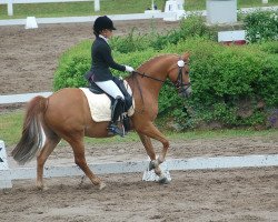 dressage horse Dingo 246 (German Riding Pony, 2006, from Dein Freund)