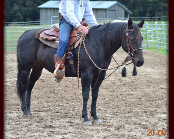 horse Blacks Cona Bo San (Quarter Horse, 2005)