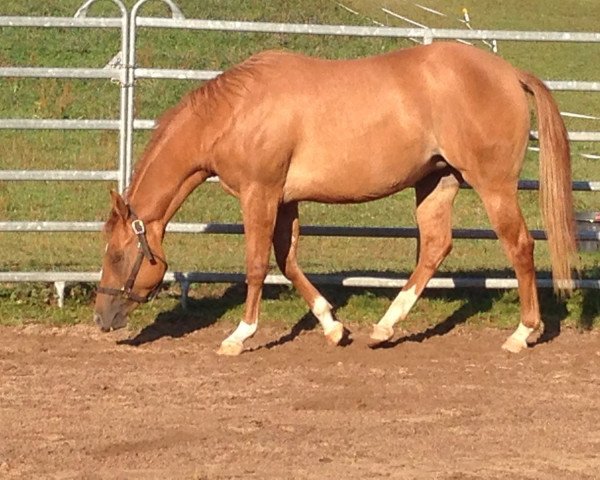 horse Tinsel Jac Olena (Quarter Horse, 2014)