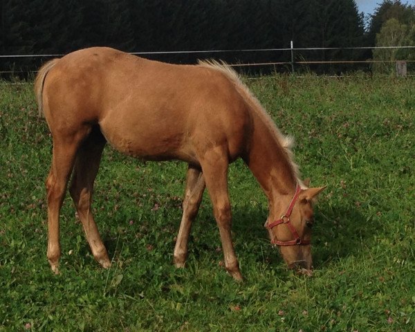 horse Chexy Chic Olena (Quarter Horse, 2016)