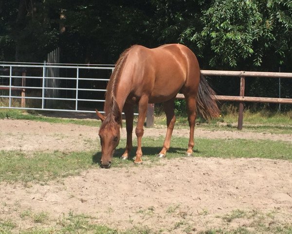 Pferd QT Shineup The Light (Quarter Horse, 2014)