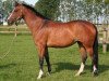 broodmare Tuut Tuut (KWPN (Royal Dutch Sporthorse), 2000, from Heartbreaker)