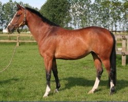 broodmare Tuut Tuut (KWPN (Royal Dutch Sporthorse), 2000, from Heartbreaker)