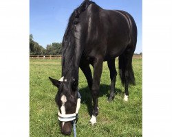 dressage horse Fleur (Hanoverian, 2018, from Fürst Belissaro)