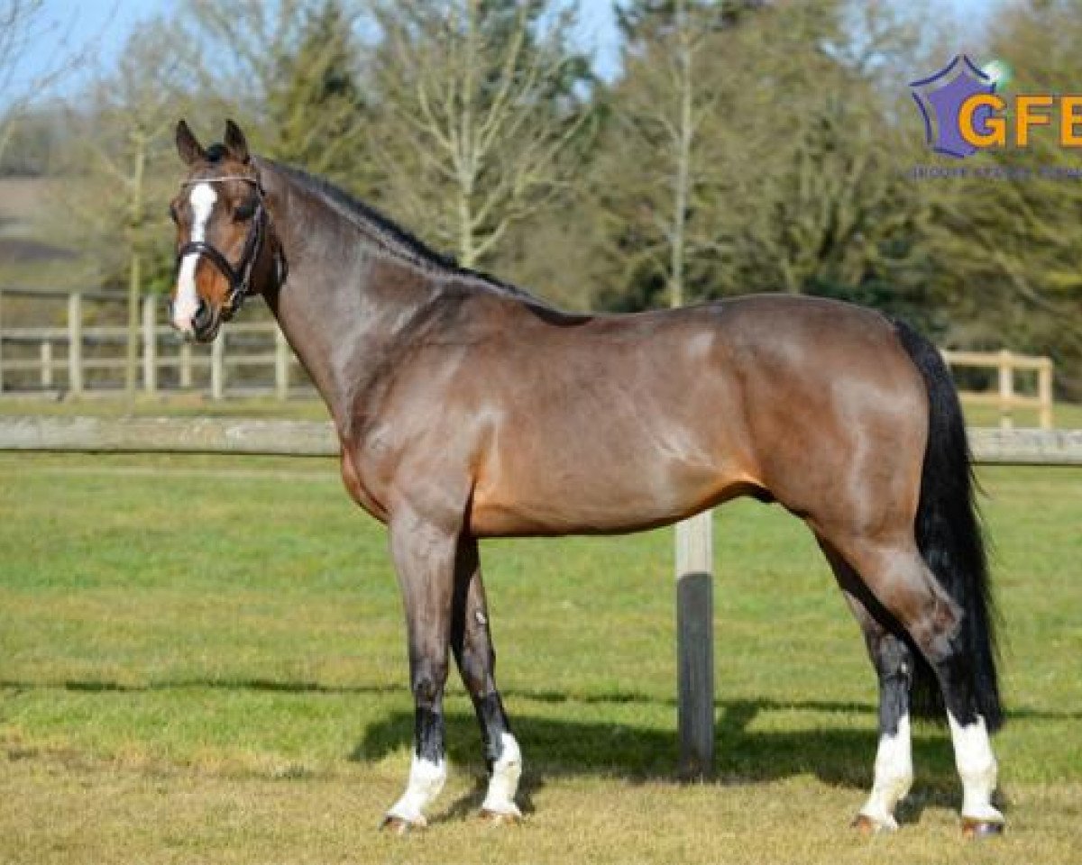 Deckhengst Consul de la Vie Z (Zangersheide Reitpferd, 2004, von Clinton)
