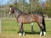 stallion Consul de la Vie Z (Zangersheide riding horse, 2004, from Clinton)