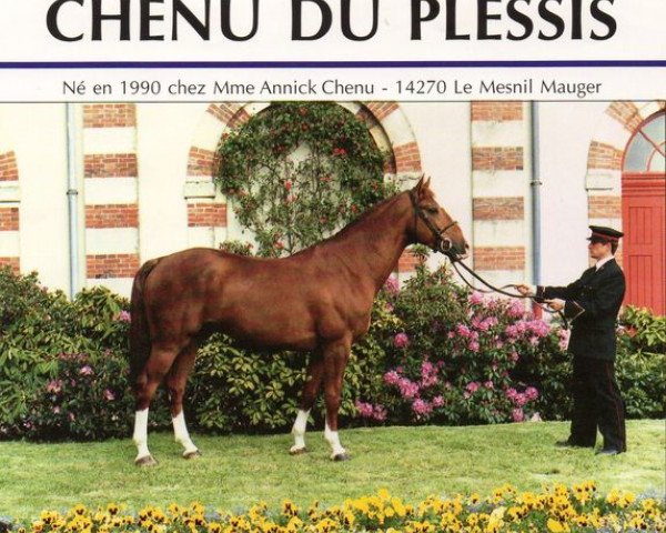 Deckhengst Chenu du Plessis (Selle Français, 1990, von Tenor de la Cour)