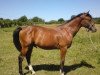 jumper Caramel du Mesnil Z (Zangersheide riding horse, 2009, from Consul de la Vie Z)