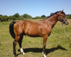 jumper Caramel du Mesnil Z (Zangersheide riding horse, 2009, from Consul de la Vie Z)