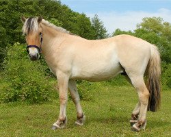 dressage horse Kapricio (Fjord Horse, 2014, from Kelvin)