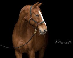 dressage horse Rheinberg (Westphalian, 2001, from Rheingau)