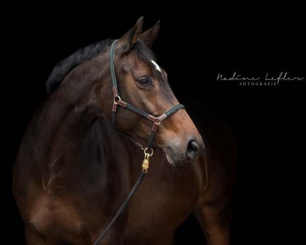 broodmare Fioness 3 (Westphalian, 2006, from Flovino)