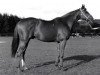 stallion Net xx (Thoroughbred, 1957, from Clarion xx)