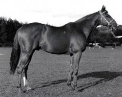 stallion Net xx (Thoroughbred, 1957, from Clarion xx)