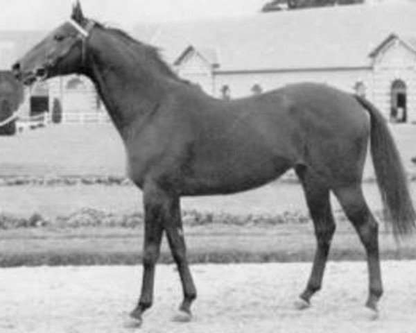 stallion Quinquet xx (Thoroughbred, 1966, from Net xx)