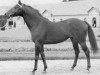 stallion Quinquet xx (Thoroughbred, 1966, from Net xx)