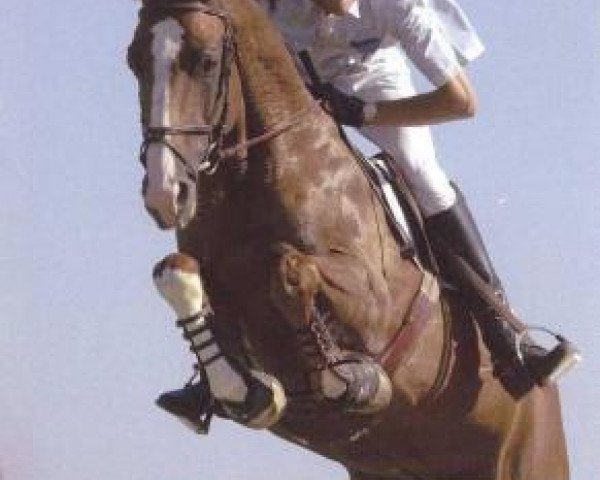 horse Germinal du Mesnil (Selle Français, 1994, from Aiglon de la Lande)