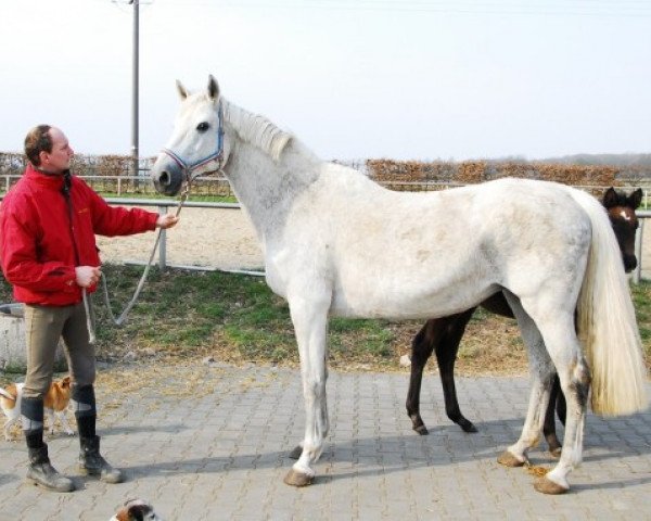 broodmare Jeremia (Holsteiner, 1994, from Carthago)