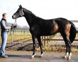 broodmare Sarnira (Oldenburg, 2009, from Sarkozy 3)