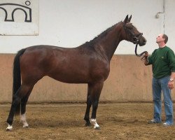 dressage horse Sabah 3 (Zweibrücken, 2010, from Sir Schiwago)