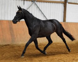 dressage horse Sirka 6 (Zweibrücken, 2009, from Stockholm)