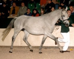 broodmare Luna (Zweibrücken, 2000, from Limited Edition)