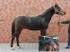 dressage horse Fighting Spirit 4 (Zweibrücken, 2011, from Fürstenball)