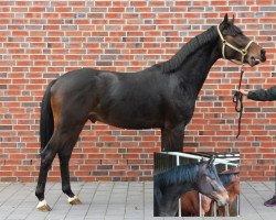 dressage horse Fighting Spirit 4 (Zweibrücken, 2011, from Fürstenball)