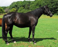 broodmare Donauelfe (Trakehner, 2005, from Gribaldi)