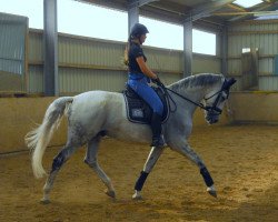 dressage horse Danny White (Westphalian, 2000, from Danny de Vito 2)