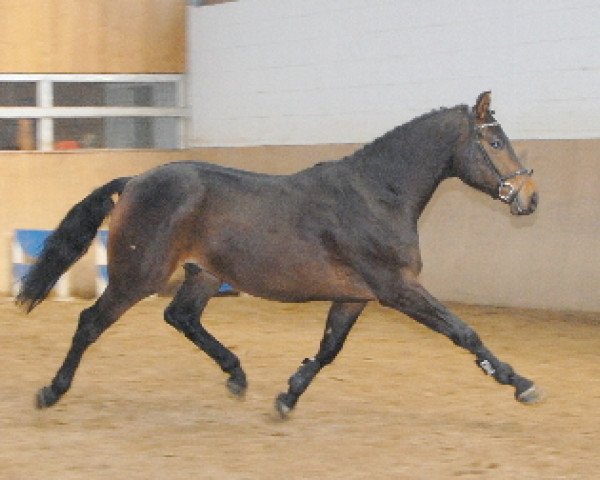 jumper Colorado Law (Zweibrücken, 2004, from Cosaro)