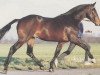 stallion Lago Navaro (Hanoverian, 1984, from Lanthan)