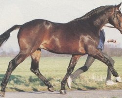 stallion Lago Navaro (Hanoverian, 1984, from Lanthan)