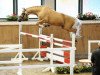 stallion Caracas 96 (German Warmblood, 2011, from Cream On Top)