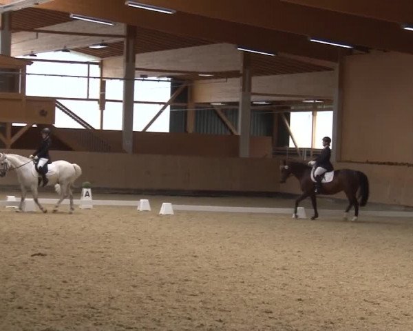 Reitturnier Grafenrheinfeld 2019