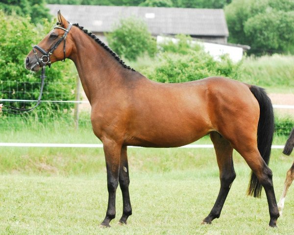 broodmare Cocolores (Holsteiner, 2008, from Cassin 2)