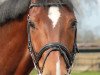 dressage horse Little Lord (Rhinelander, 2007, from Lord Loxley I)