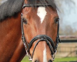 dressage horse Little Lord (Rhinelander, 2007, from Lord Loxley I)