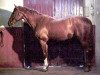 stallion Bamby d'Elle (Selle Français, 1989, from Grand Veneur)