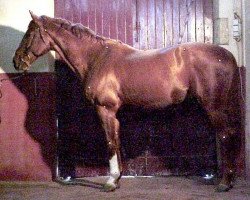 stallion Bamby d'Elle (Selle Français, 1989, from Grand Veneur)