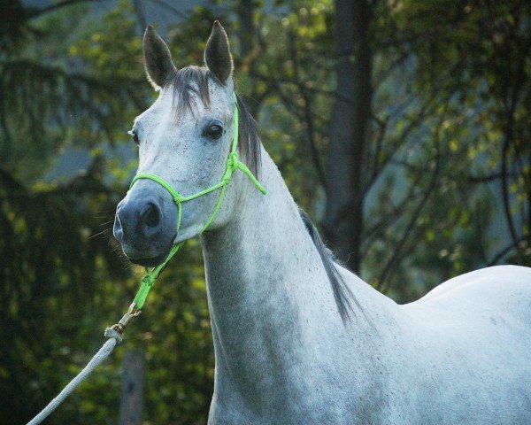 horse Fuego (Arabian thoroughbred, 2012)