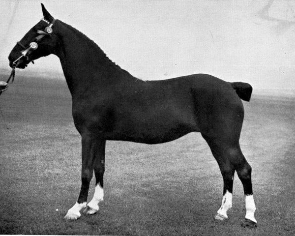 Zuchtstute Hurstwood Starlight (Hackney (Pferd/Pony), 1945, von Warwick Footlight)